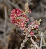 Salsola oppositifolia. Верхушка ветки с плодами. Израиль, северный Негев, склон северной экспозиции горной гряды Йерухам, каменистая пустыня, выс. 507 м н.у.м. 27.10.2016.