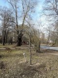 Quercus imbricaria. Покоящееся дерево с остатками прошлогодних листьев. Москва, филиал Ботсада МГУ \"Аптекарский огород\". 29.03.2015.