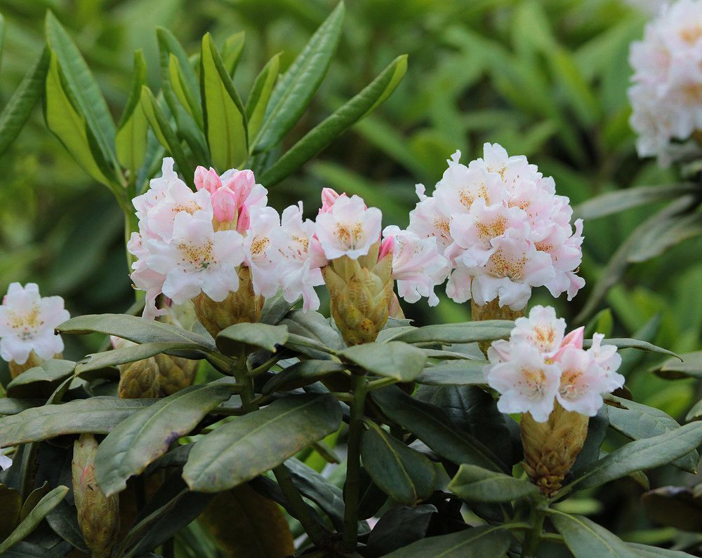 Image of Rhododendron makinoi specimen.