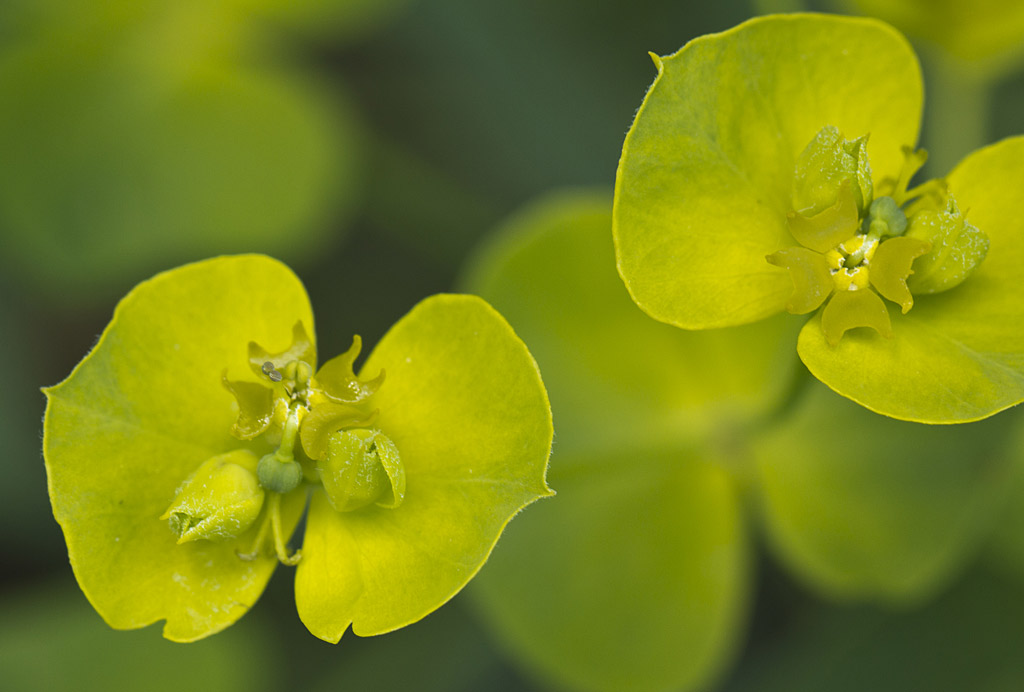 Image of Euphorbia virgata specimen.