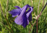 Aquilegia vulgaris