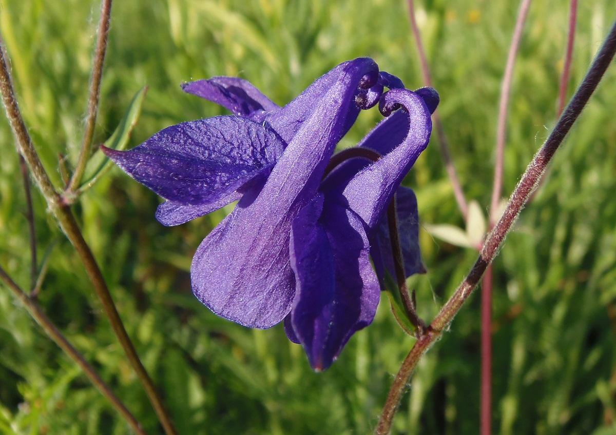 Image of Aquilegia vulgaris specimen.