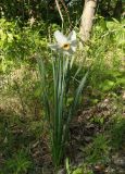 Narcissus poeticus. Цветущее растение. Украина, г. Запорожье, о-в Хортица, южная часть острова, под деревьями. 29.04.2016.