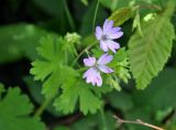 Geranium pyrenaicum. Верхушка побега с соцветием. Крым, гора Чатырдаг (нижнее плато), опушка буково-грабового леса. 05.06.2016.
