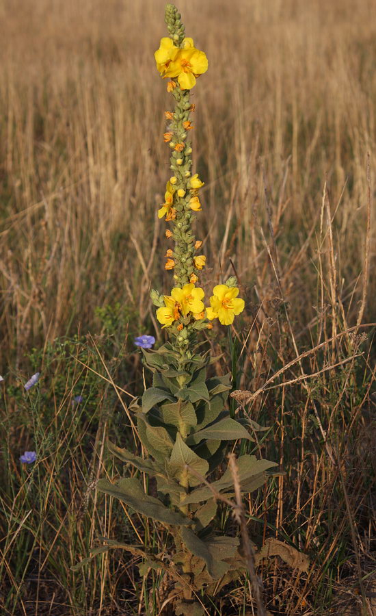 Изображение особи Verbascum phlomoides.