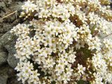 Saxifraga derbekii