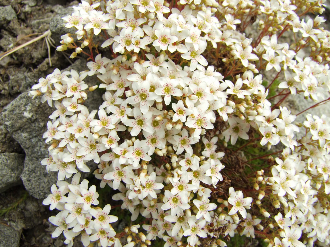 Изображение особи Saxifraga derbekii.