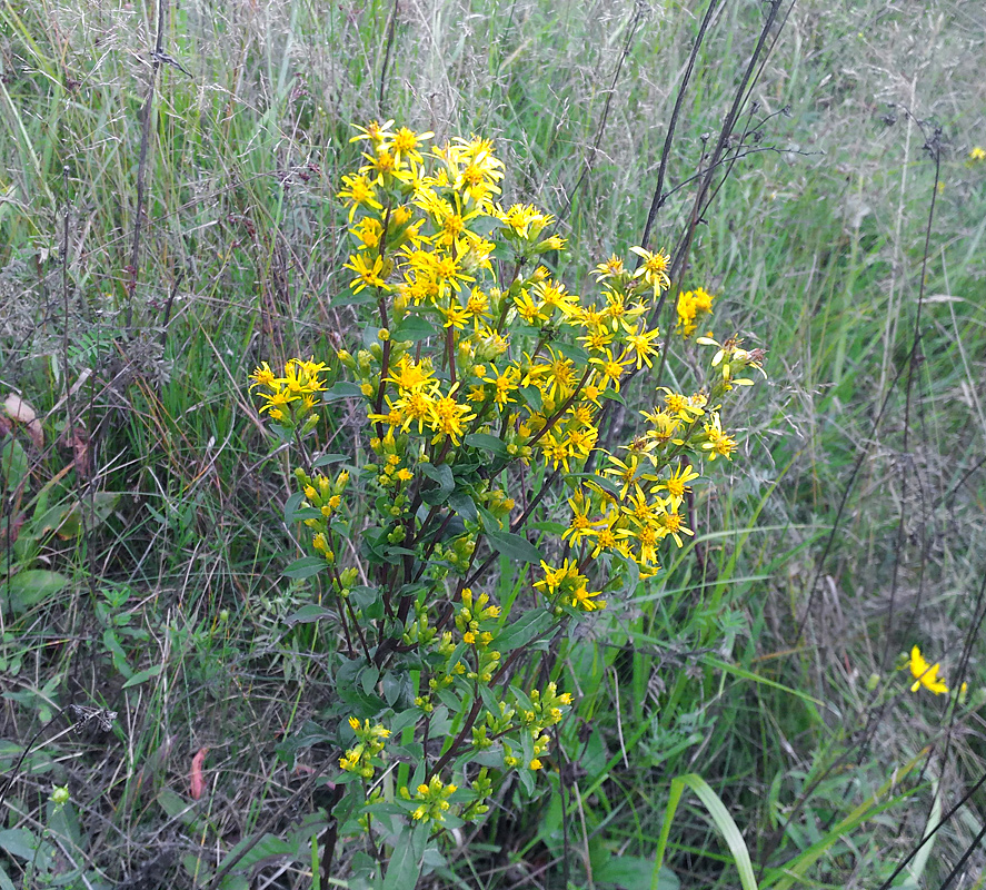 Image of Solidago virgaurea specimen.