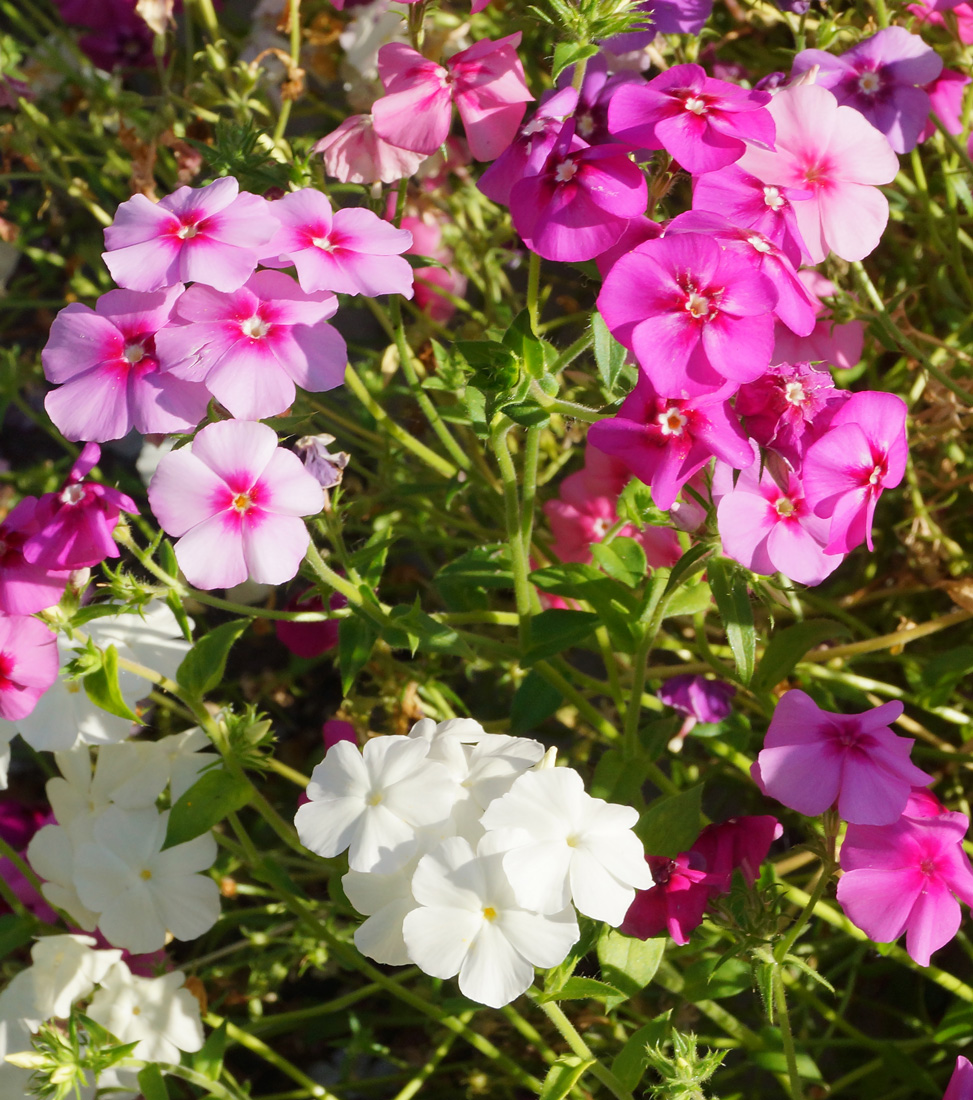 Image of Phlox drummondii specimen.