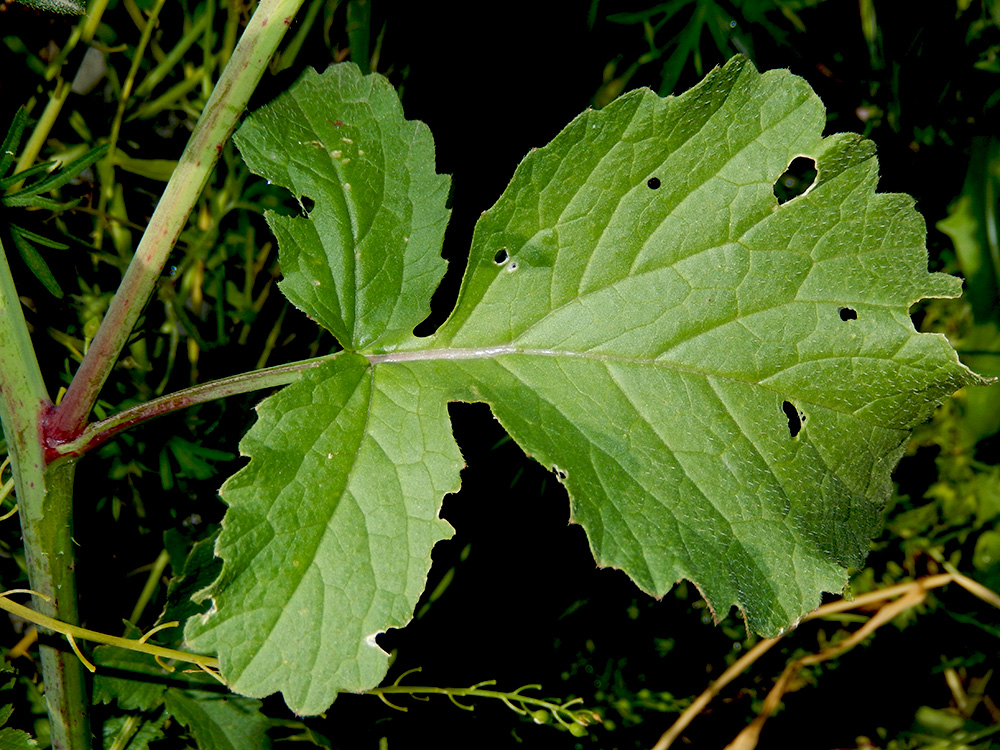 Image of Raphanus sativus specimen.