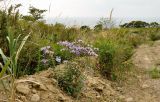 Aster maackii