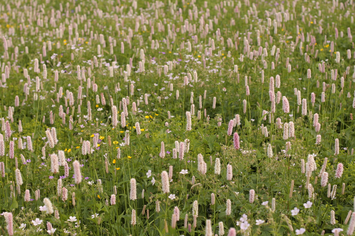 Изображение особи Bistorta officinalis.