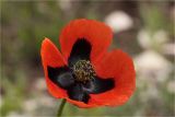 Papaver stevenianum