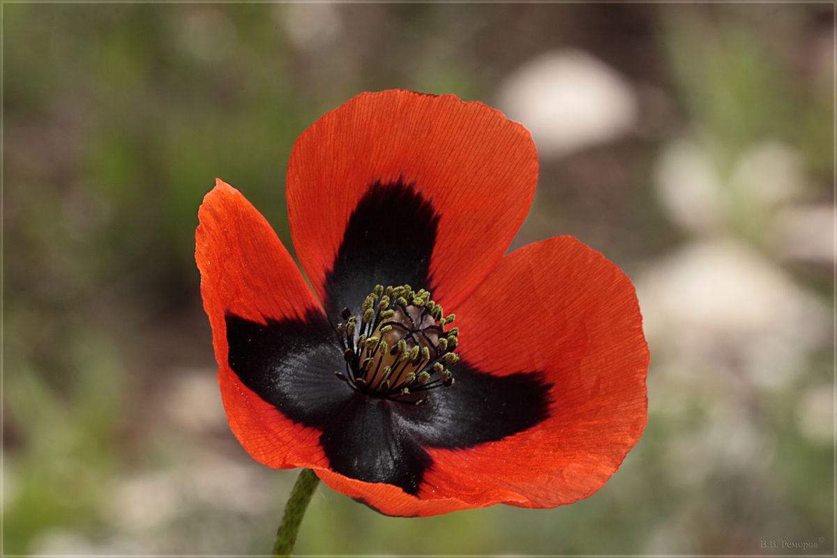 Image of Papaver stevenianum specimen.