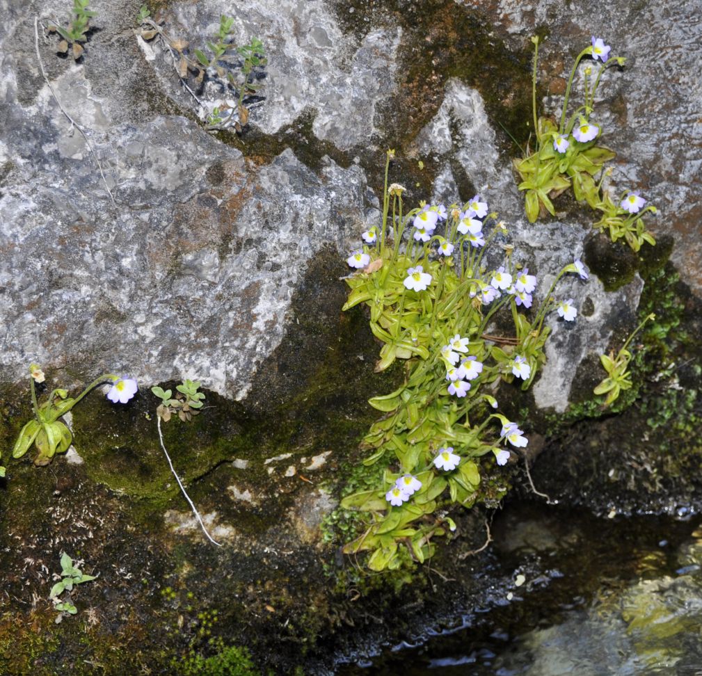 Image of Pinguicula hirtiflora specimen.