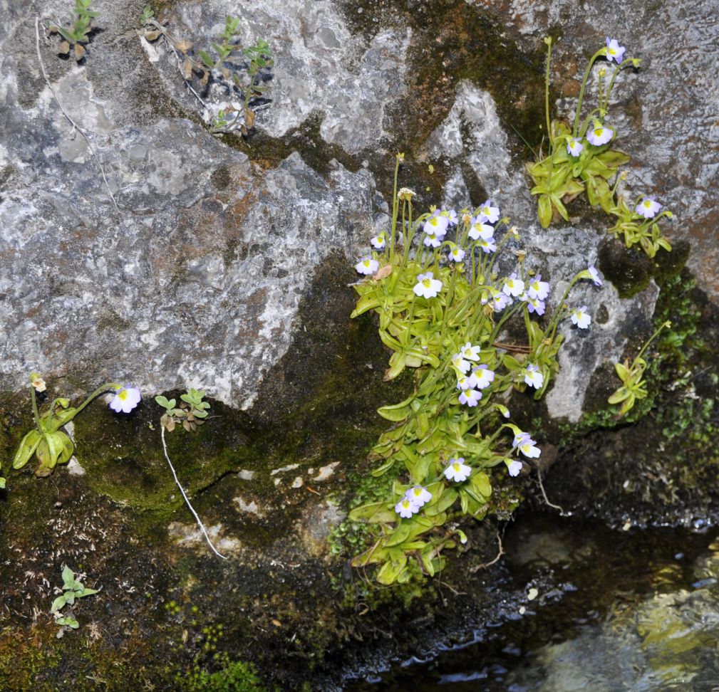 Изображение особи Pinguicula hirtiflora.