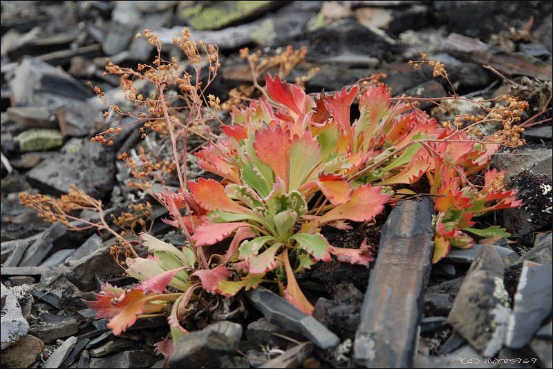 Изображение особи Micranthes punctata.