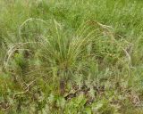 genus Stipa. Плодоносящее растение. Украина, Запорожская обл., Розовский р-н, буферная зона заповедника Каменные могилы, степь. 08.06.2016.
