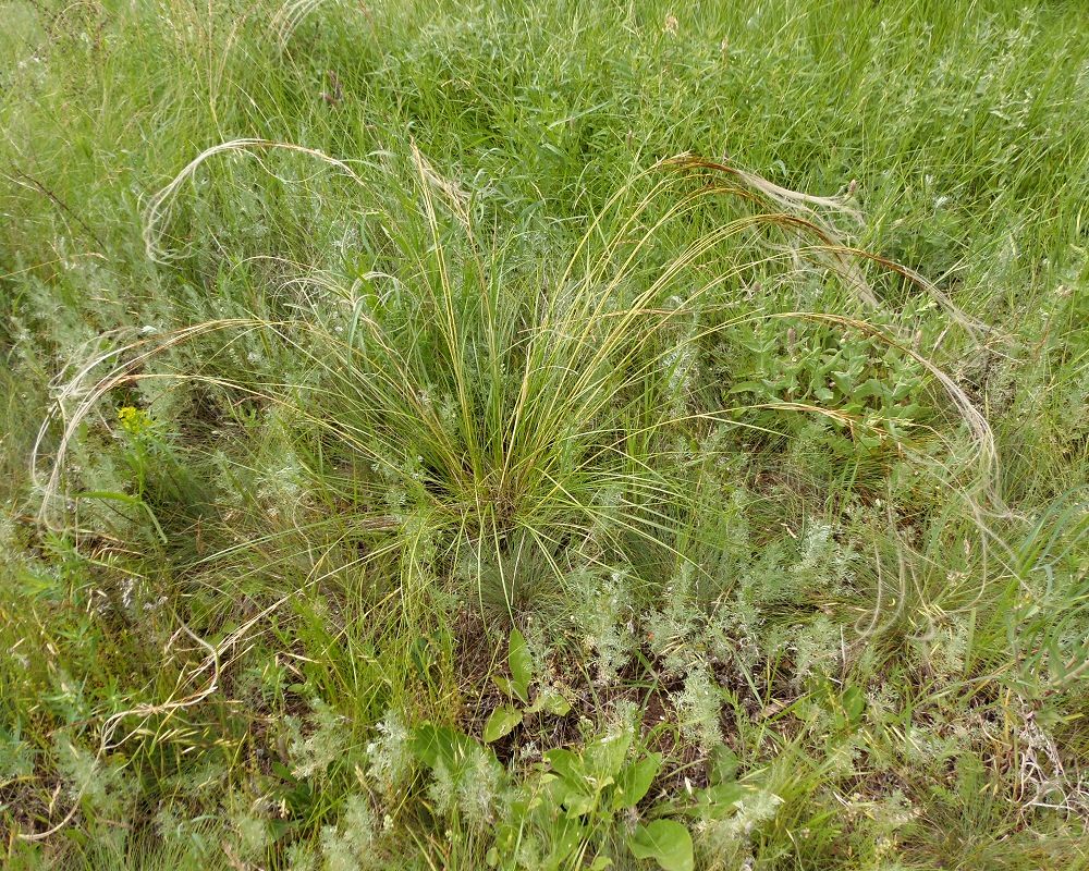 Изображение особи род Stipa.