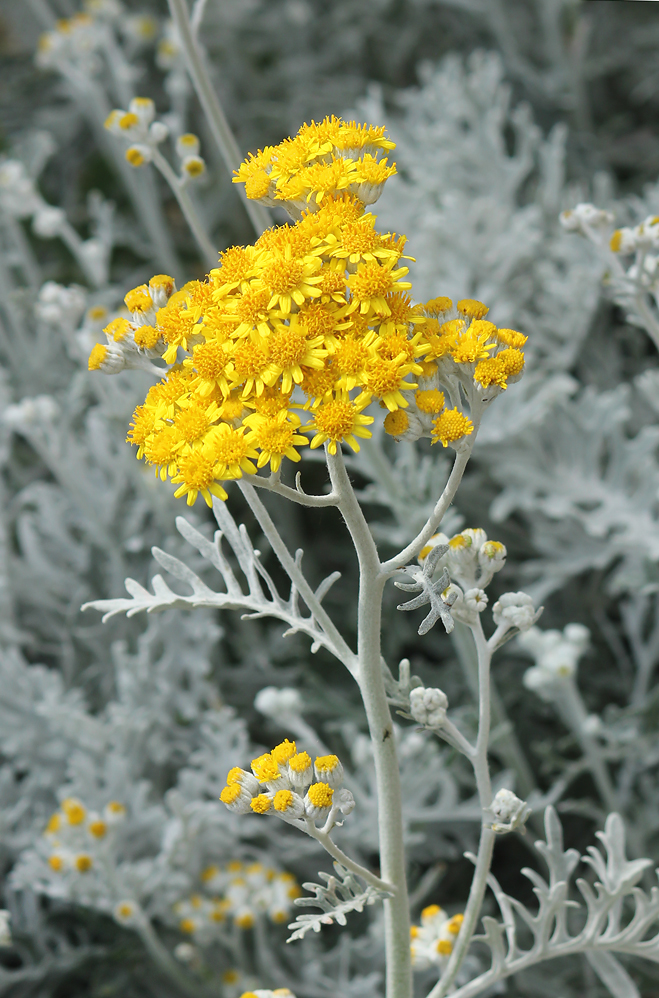 Image of Senecio cineraria specimen.