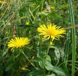 Inula britannica. Верхушка цветущего растения. Пензенская обл., Каменский р-н, окр. с. Владыкино, луг в пойме р. Малый Атмис, у опушки \"Владыкинского леса\". 10 августа 2016 г.