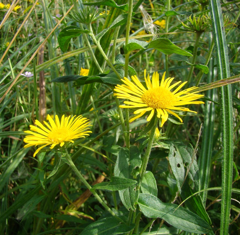 Изображение особи Inula britannica.