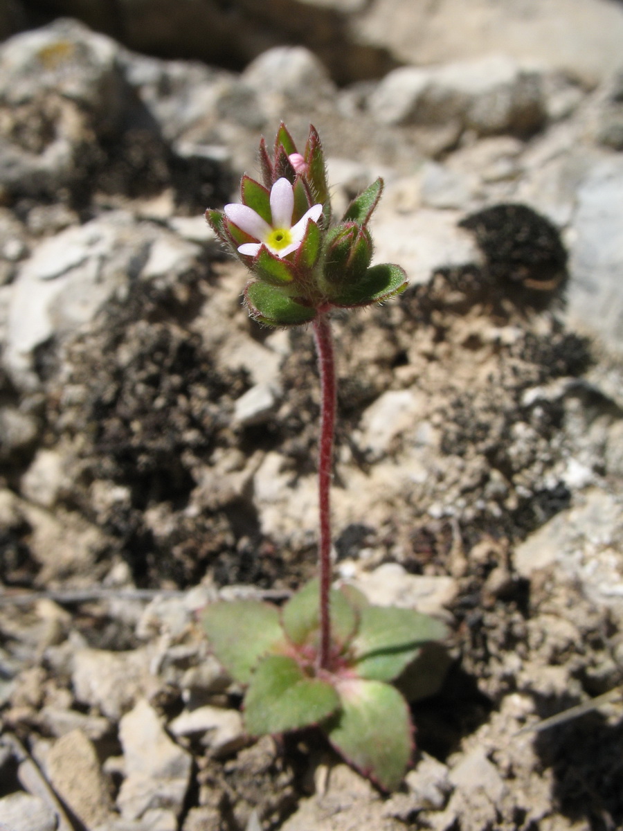 Image of Androsace maxima specimen.