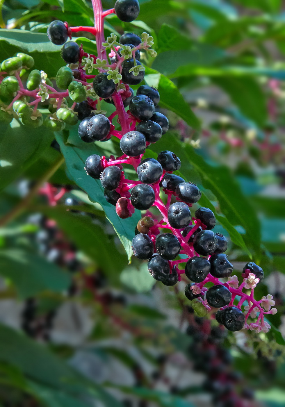 Image of Phytolacca americana specimen.