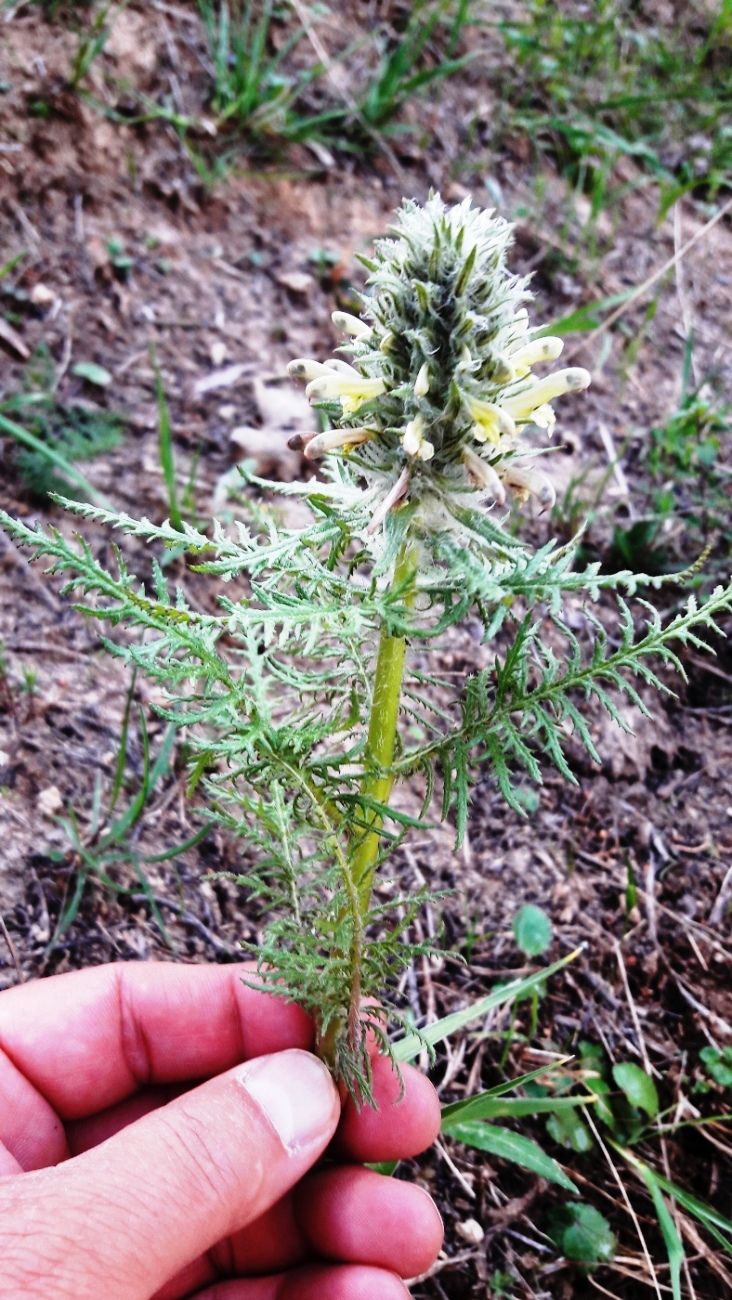 Image of Pedicularis olgae specimen.