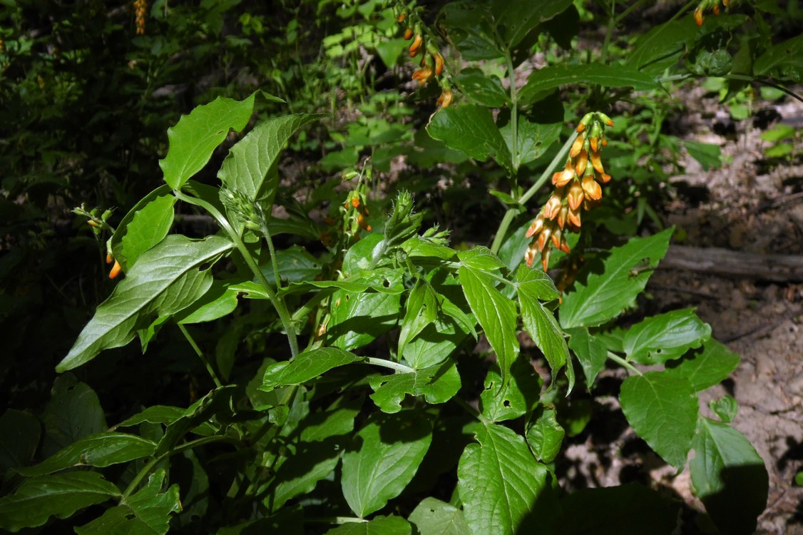 Изображение особи Lathyrus aureus.