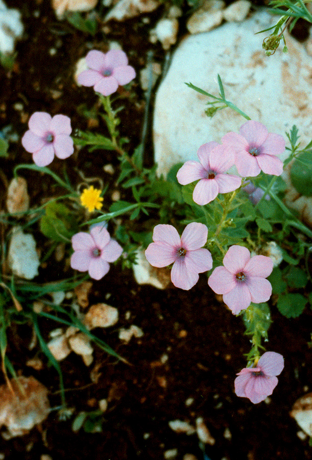 Изображение особи Linum pubescens.