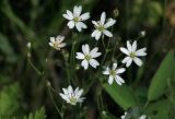 Stellaria dahurica