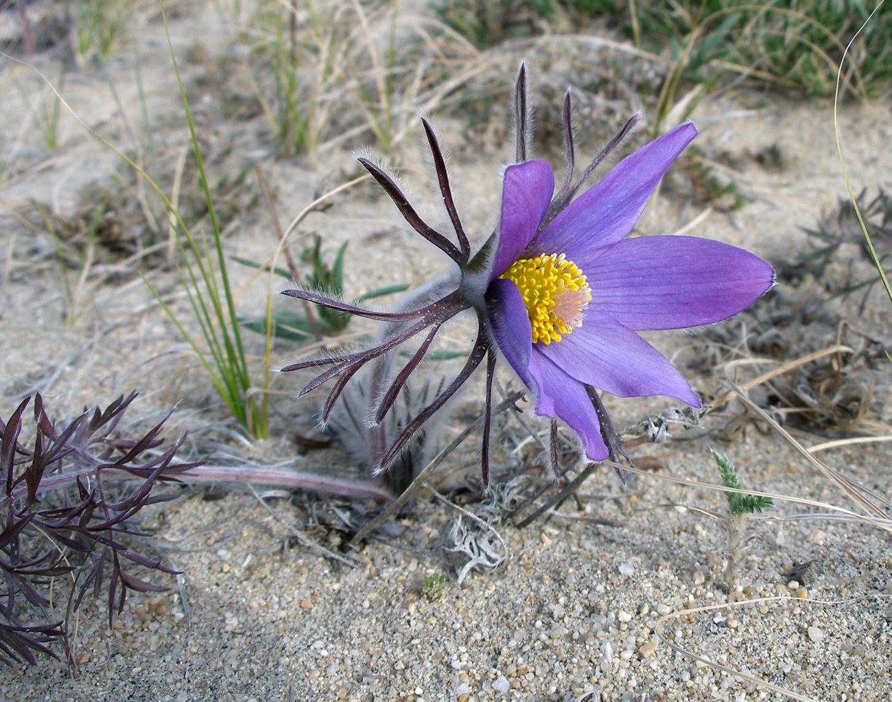 Image of Pulsatilla turczaninovii specimen.