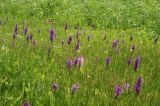 Dactylorhiza umbrosa