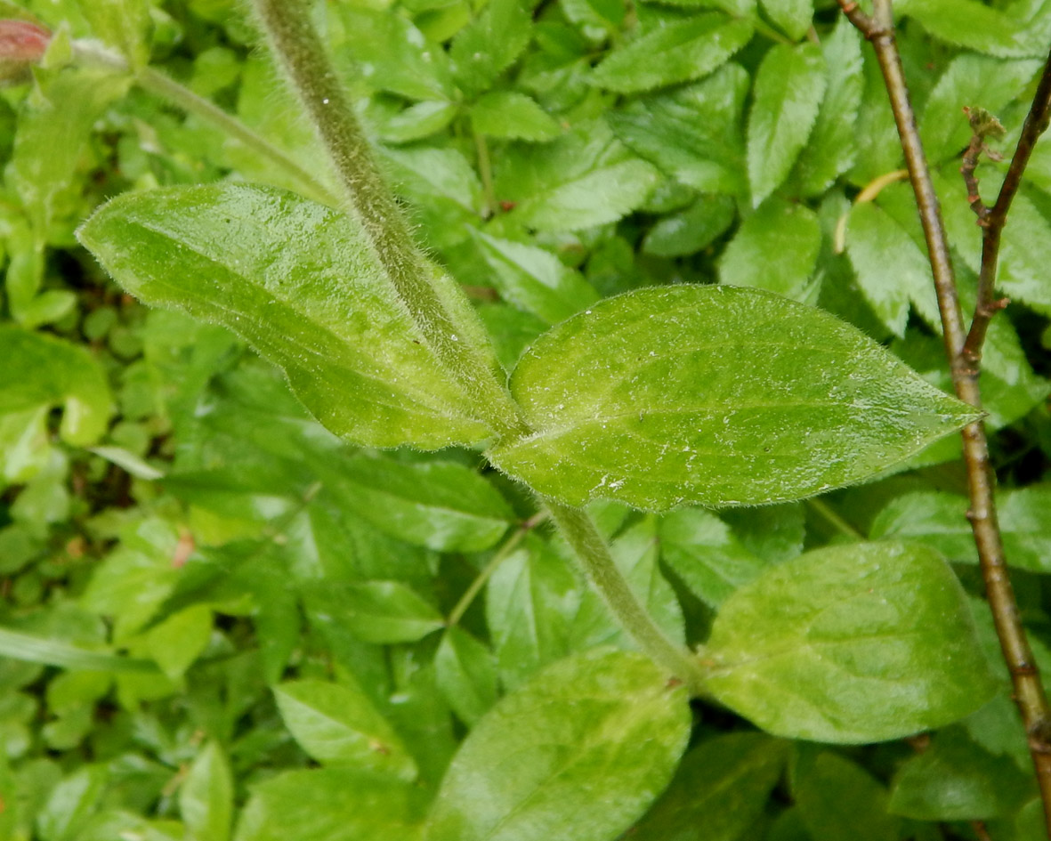 Изображение особи Melandrium dioicum.