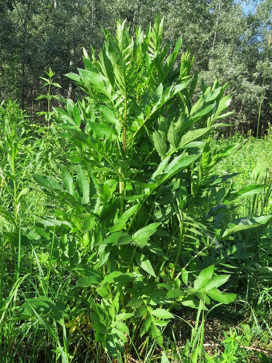 Image of Serratula coronata specimen.