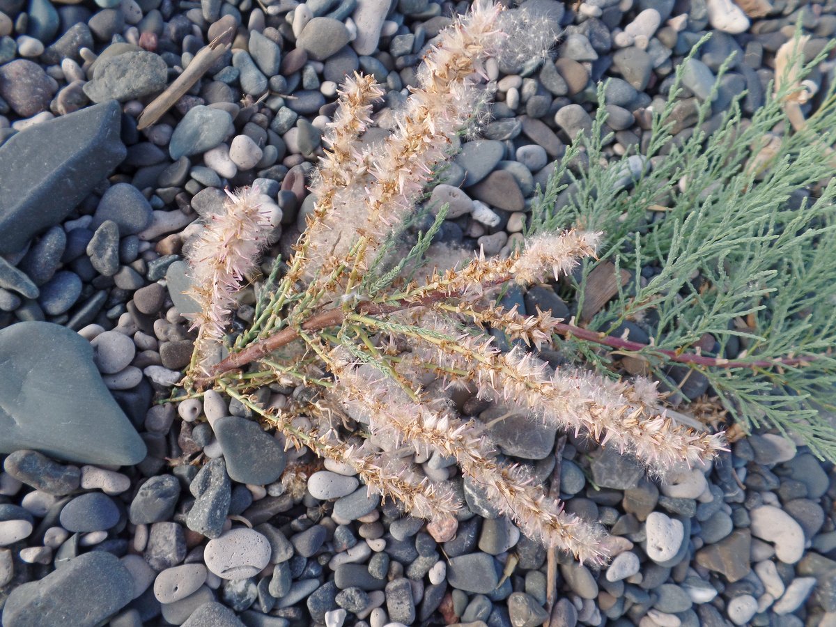Image of genus Tamarix specimen.