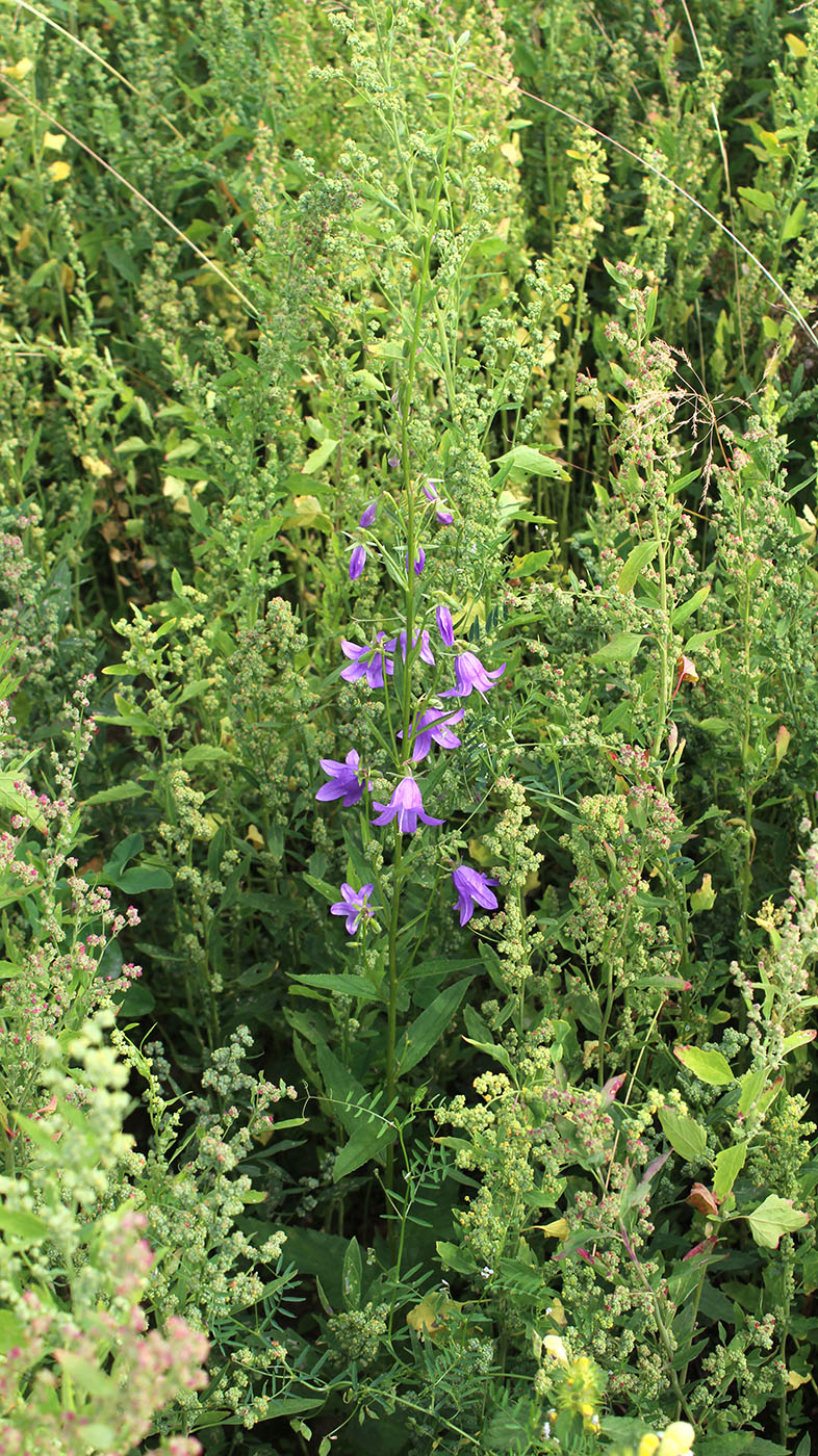 Image of Campanula rapunculoides specimen.