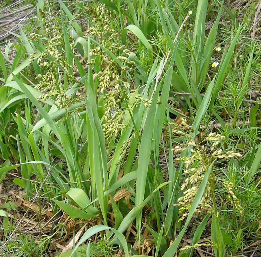 Image of Hierochloe repens specimen.