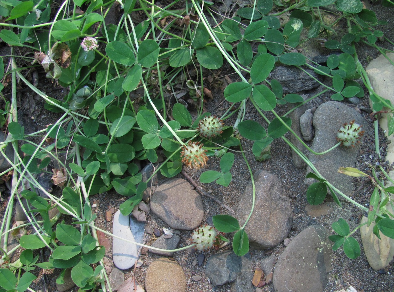 Image of Trifolium bonannii specimen.