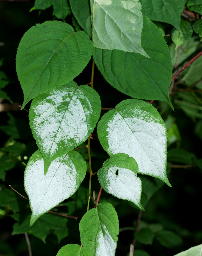 Изображение особи Actinidia polygama.