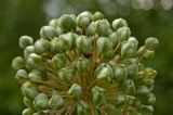 Allium aflatunense