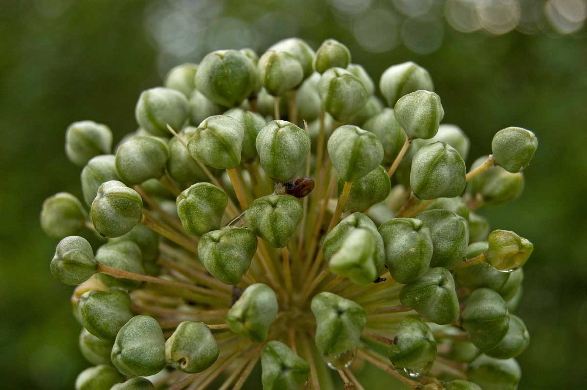 Image of Allium aflatunense specimen.