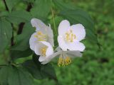 Philadelphus brachybotrys. Побег с цветками. Москва, ГБС РАН. 17.07.2017.