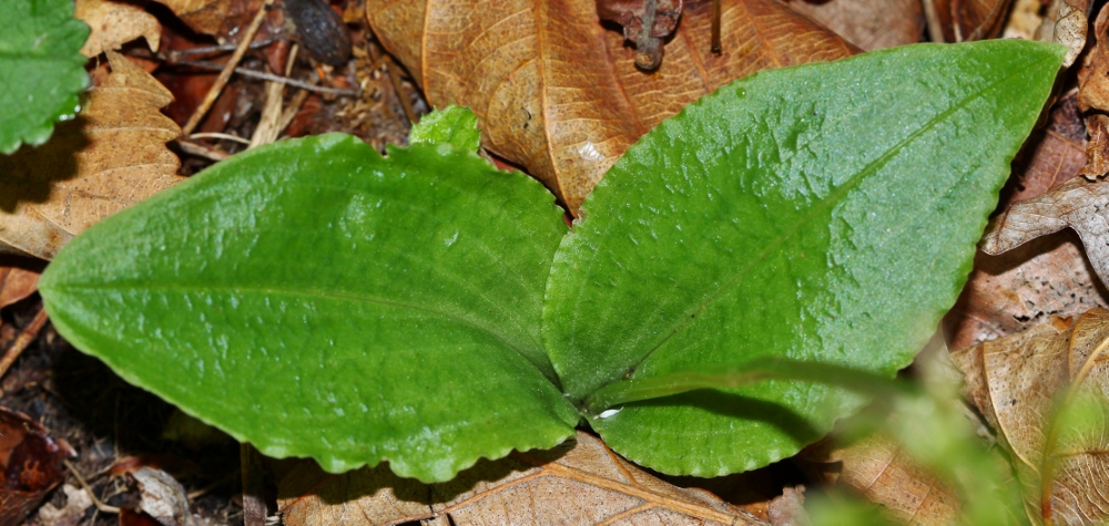 Image of Liparis krameri specimen.