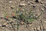 Lathyrus sphaericus. Цветущее растение. Южный Берег Крыма, каменистая поляна над бухтой Ласпи. 26 апреля 2010 г.