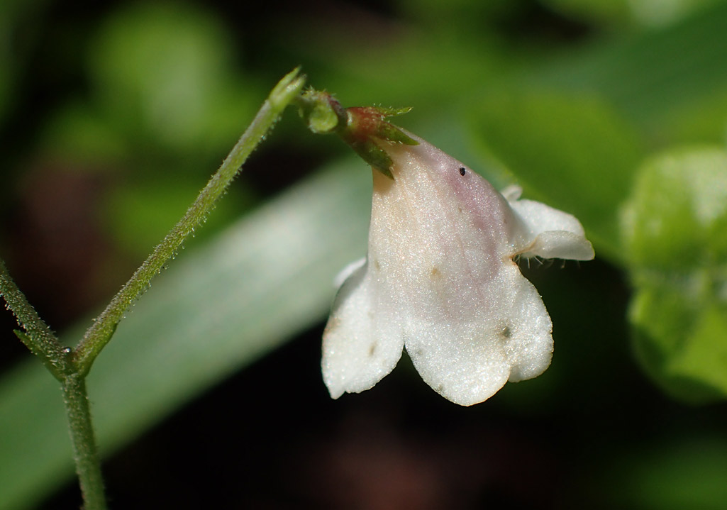 Изображение особи Linnaea borealis.