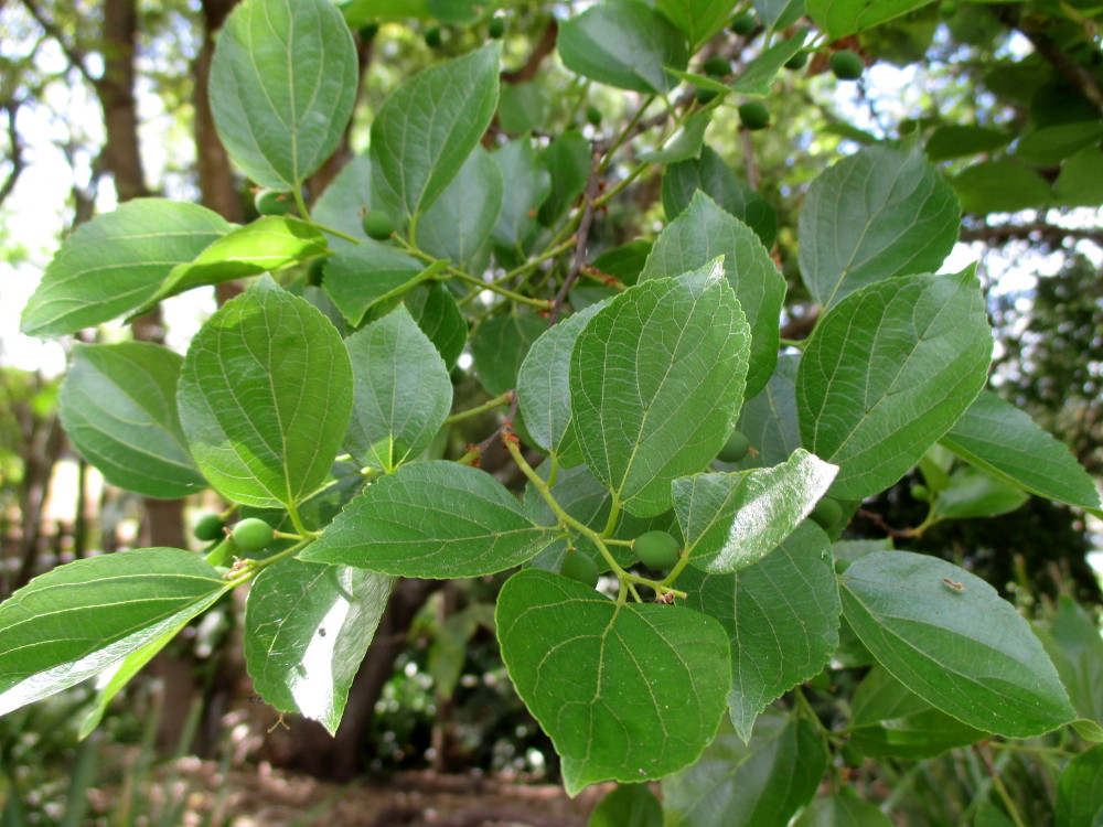 Изображение особи Celtis sinensis.