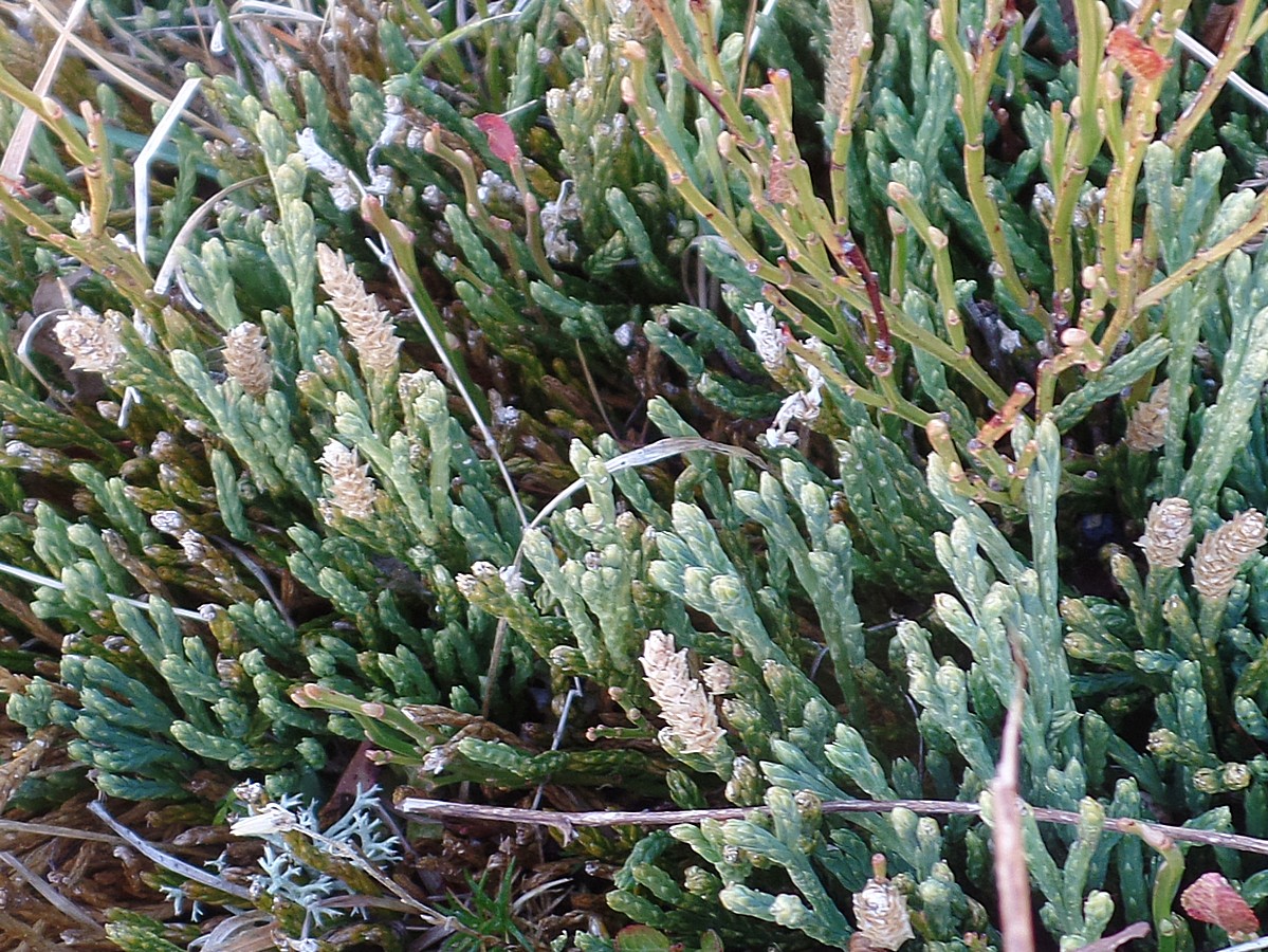 Изображение особи Diphasiastrum alpinum.