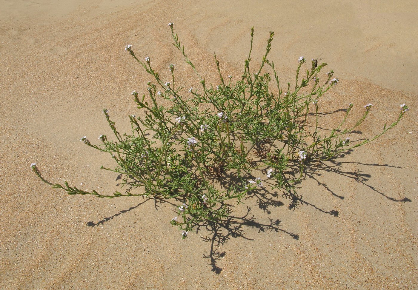 Image of Cakile euxina specimen.